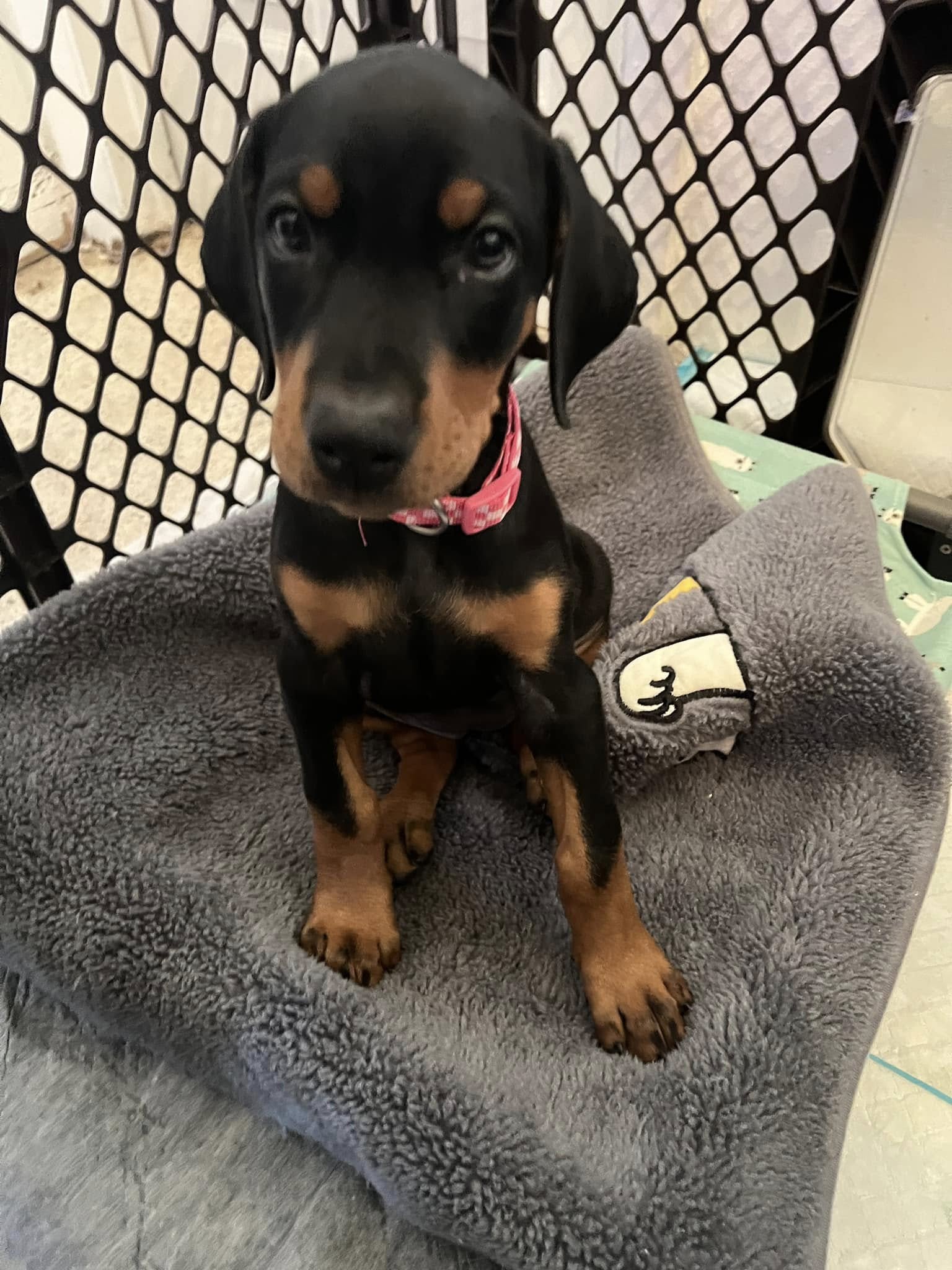 doberman puppy