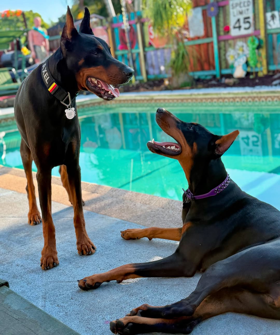 dobermans next to the pool