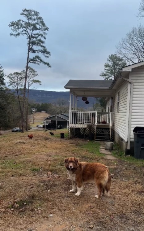 dog abandoned in the backyard