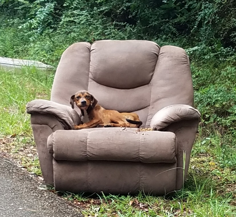 dog abandoned with a sofa on the road