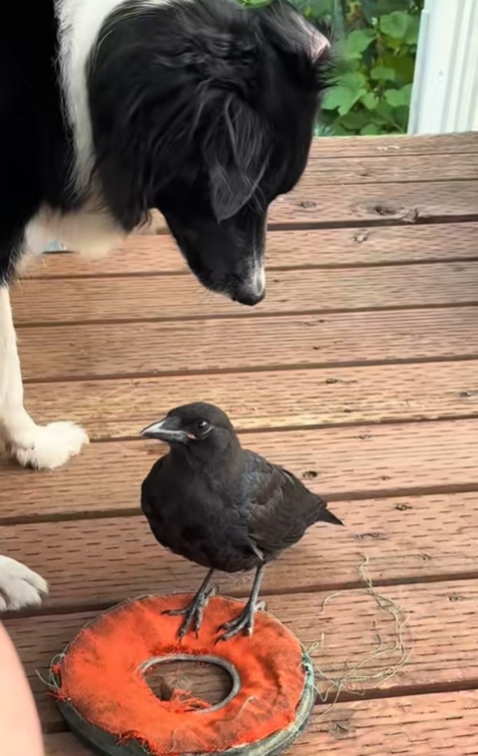 dog and black crow on porch 