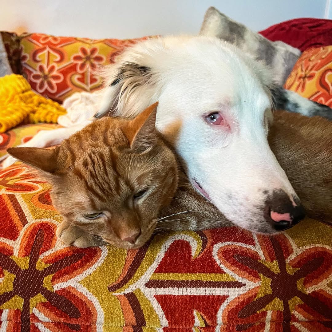dog and ginger cat
