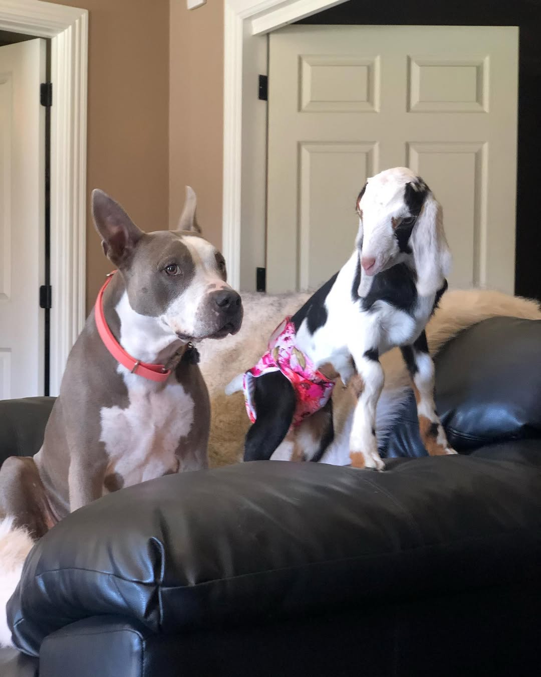 dog and goat