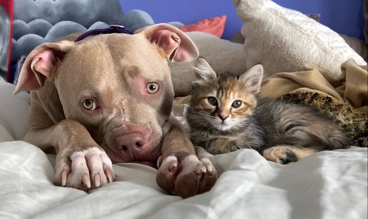 dog and little kitten