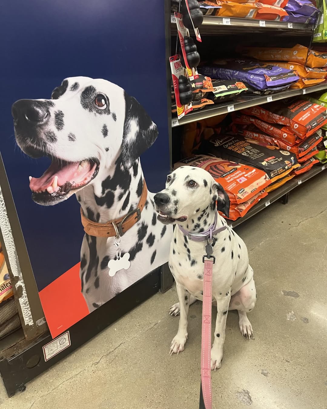 dog and picture of dog