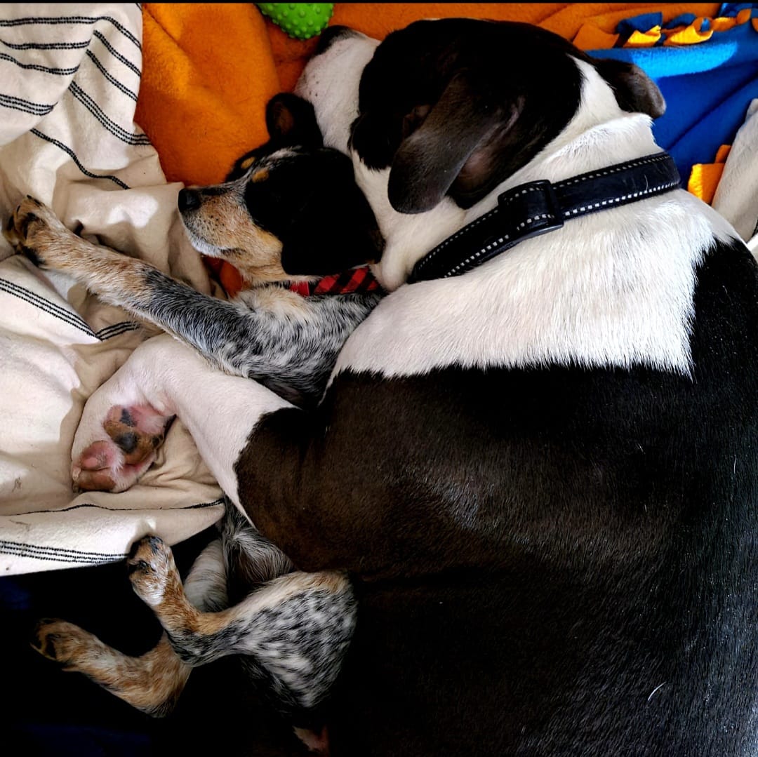 dog and puppy cuddling together
