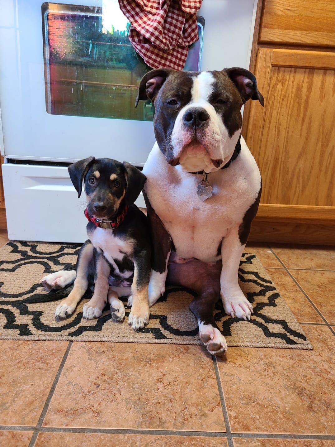 dog and puppy in the kitchen