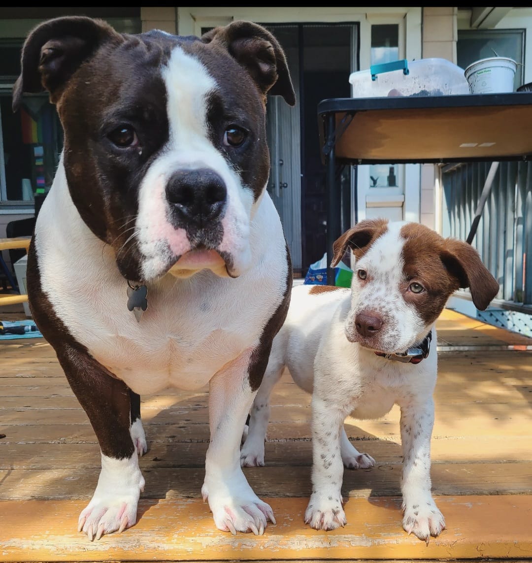 dog and puppy posing