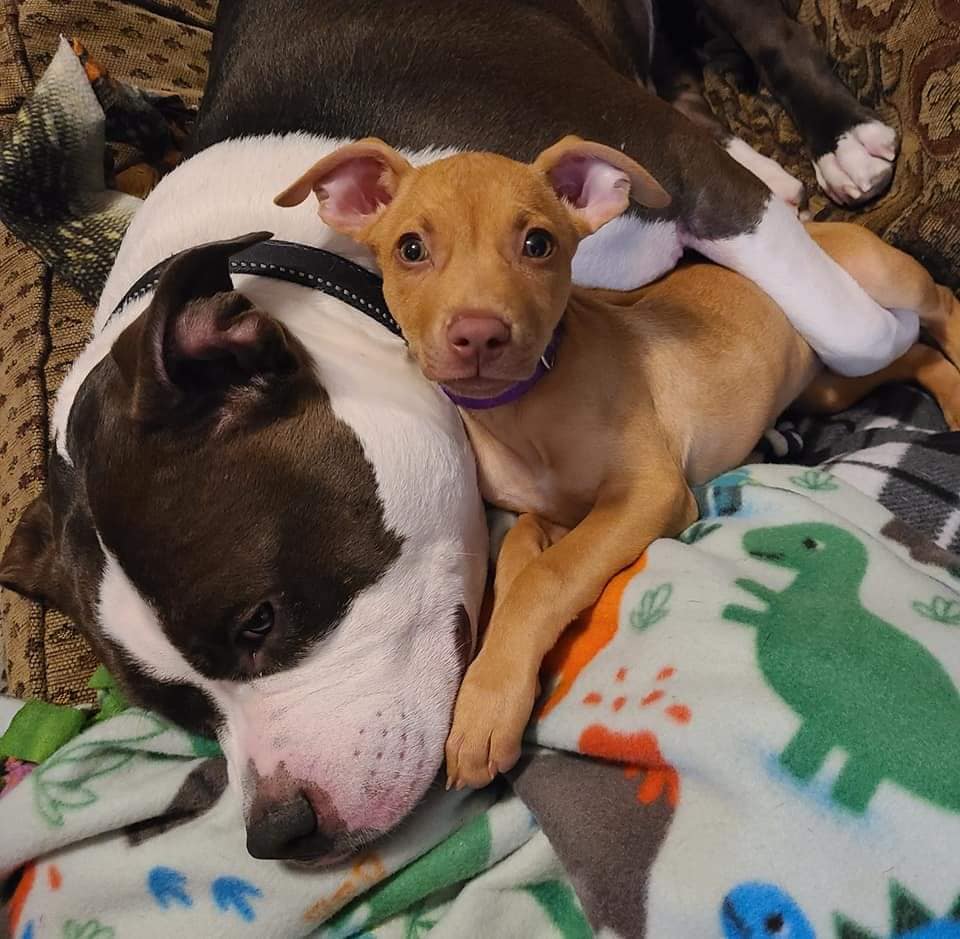 dog and puppy sleeping
