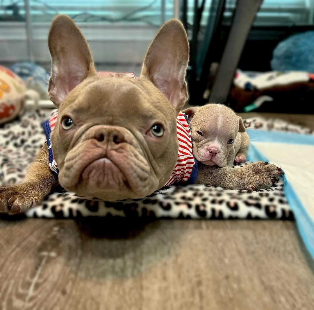 dog and puppy