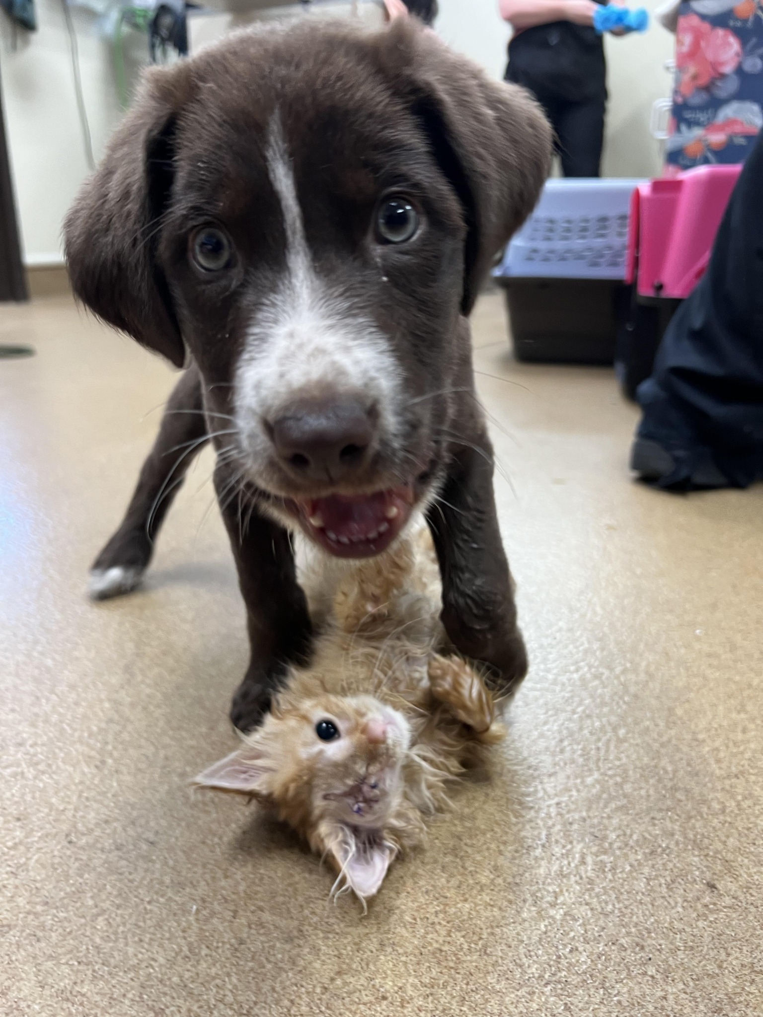 dog and tiny injured kitten