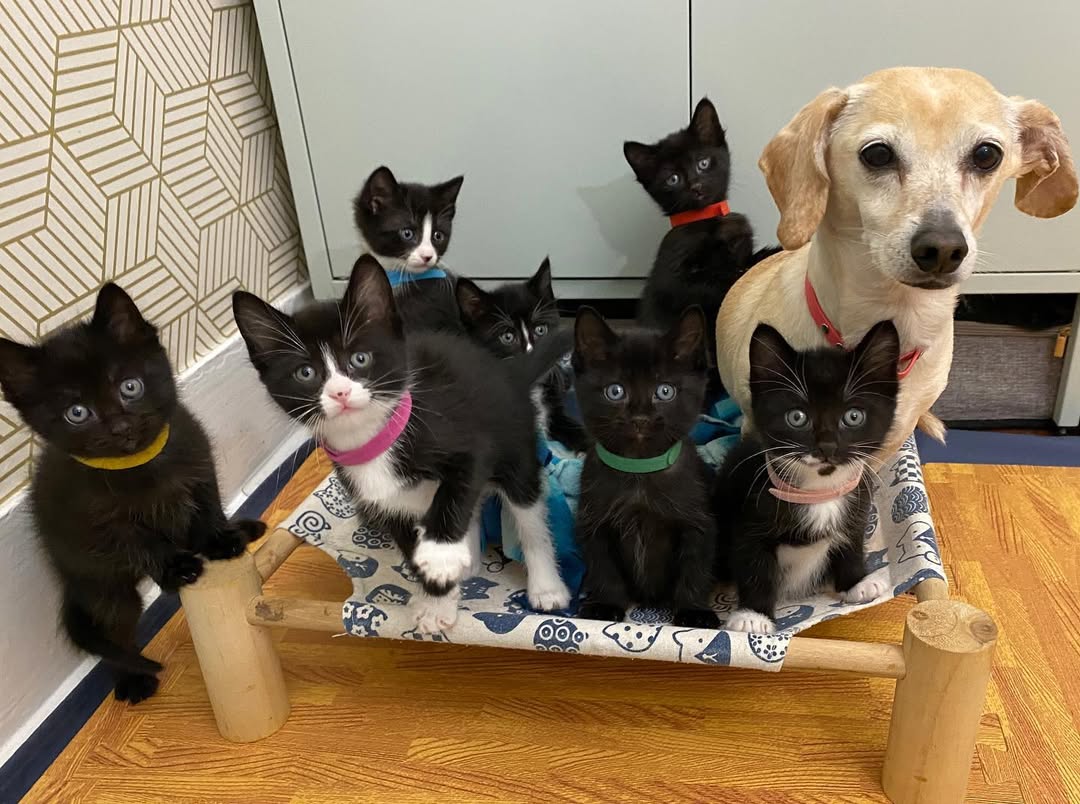 dog and tiny kittens