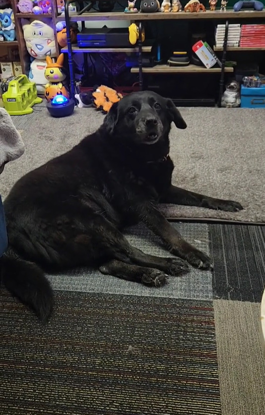 dog at cat rescue