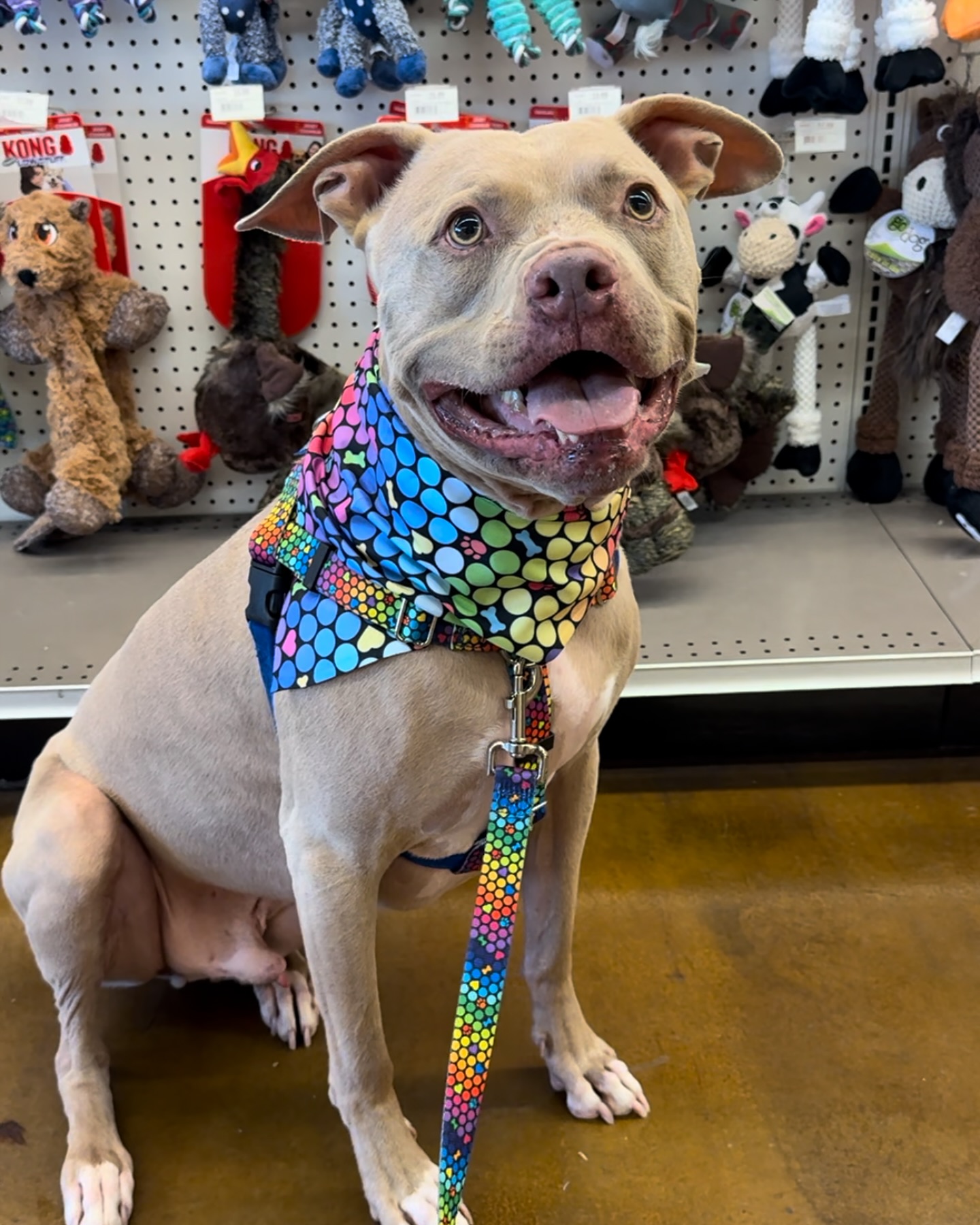 dog at toy store