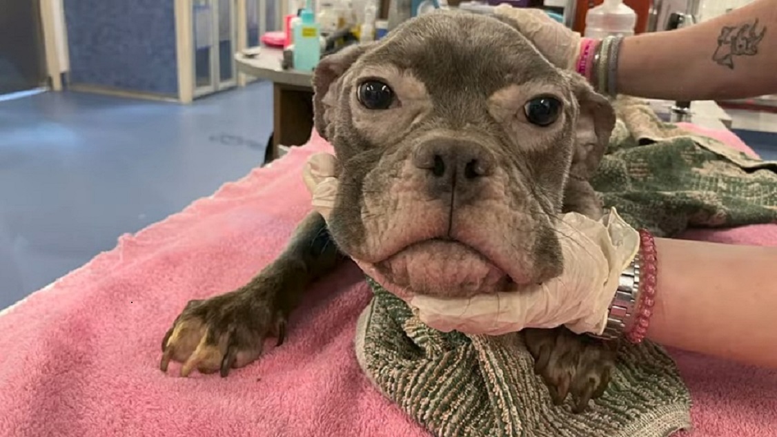 dog at vets