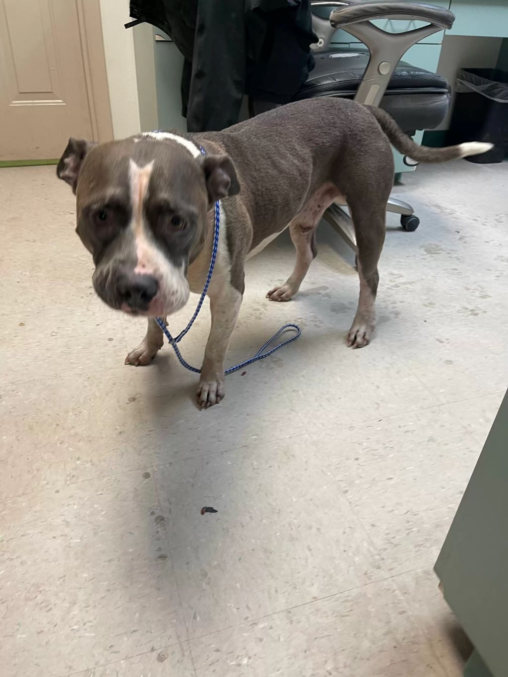 dog at vet's office 