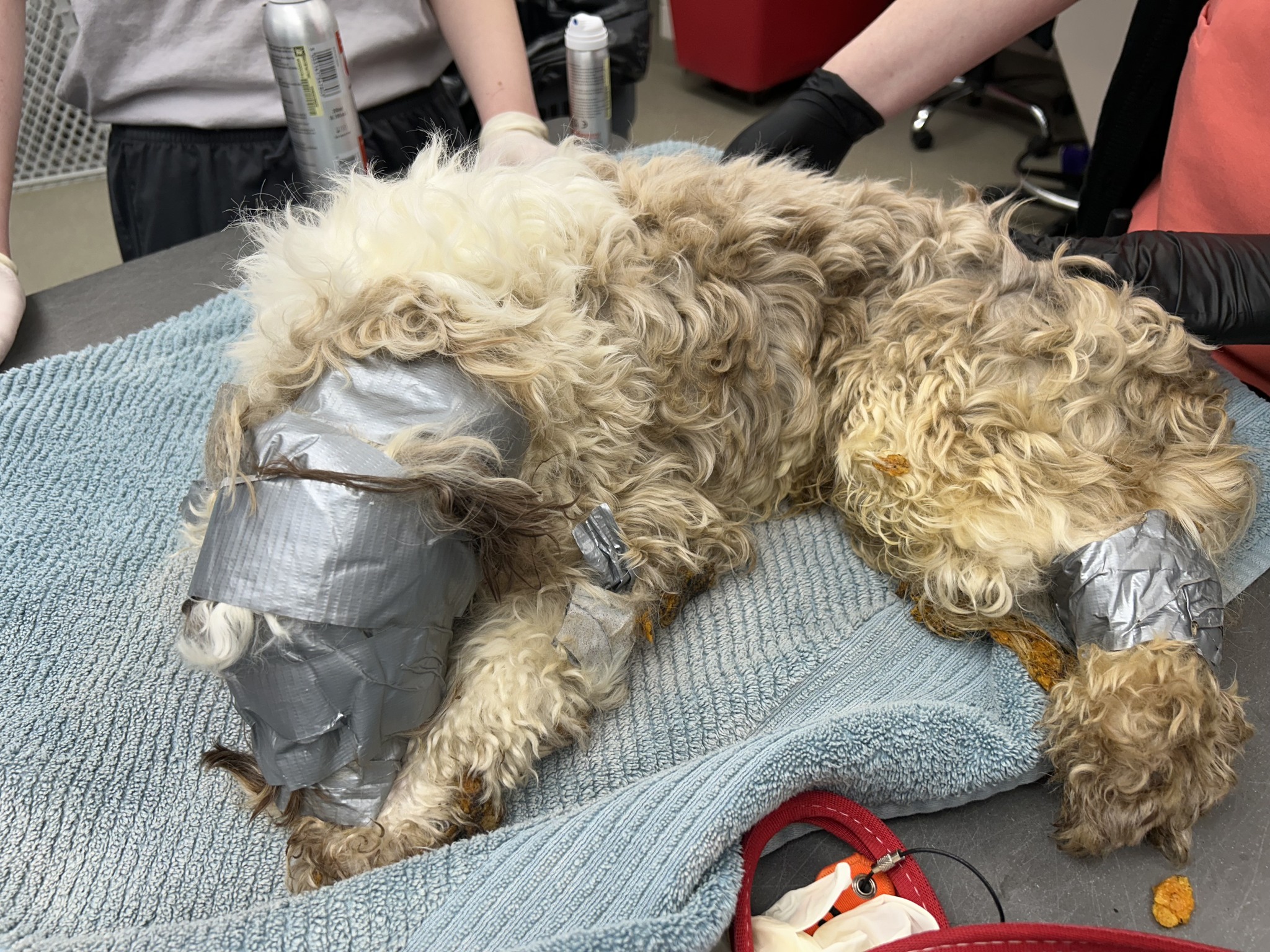 dog at vets