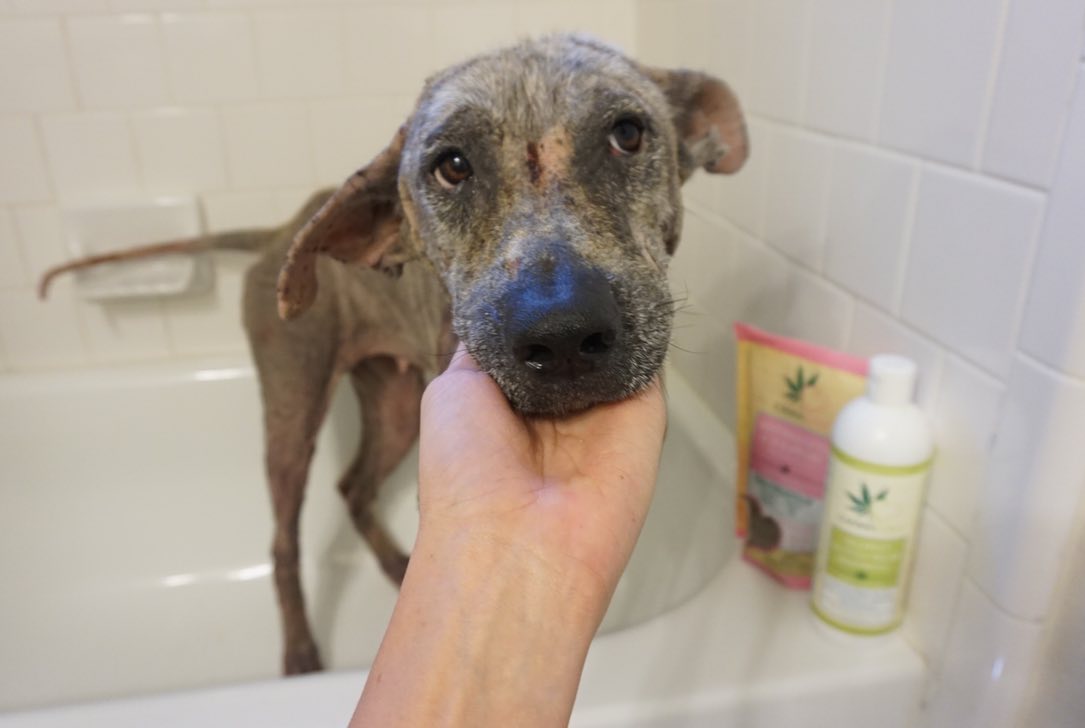 dog bathing