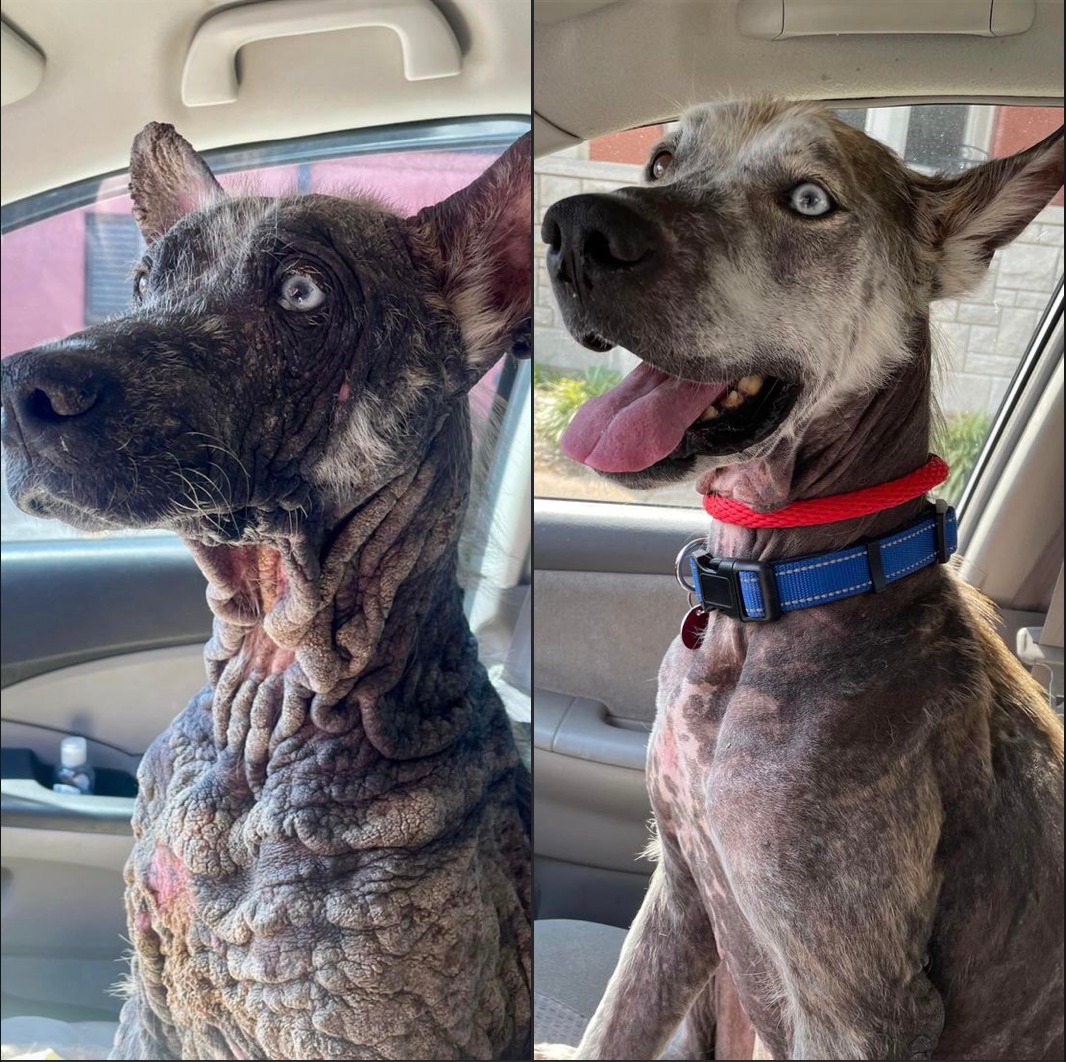 dog before and after pictures