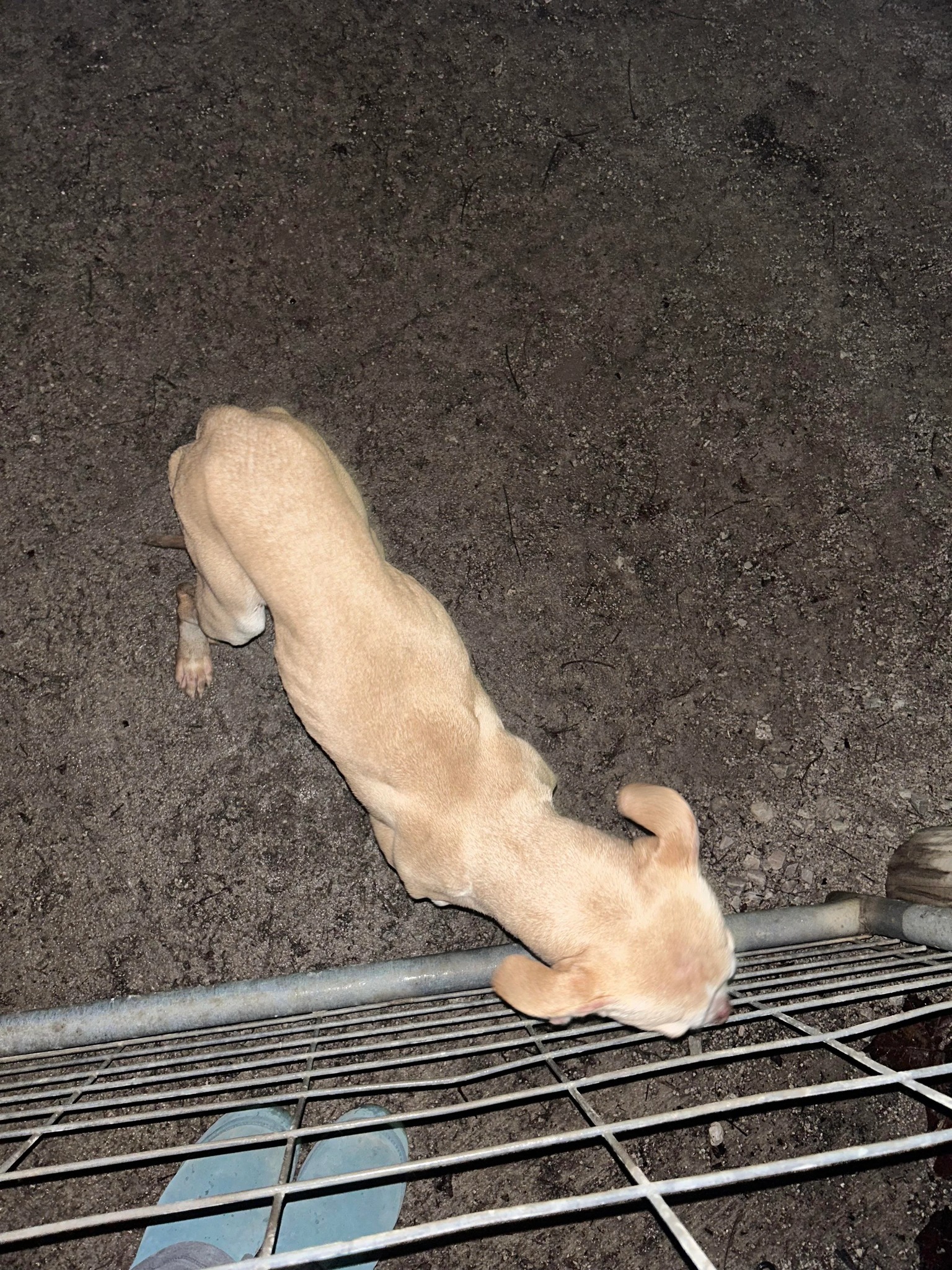 dog behind a gate