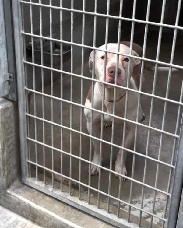 dog behind bars 