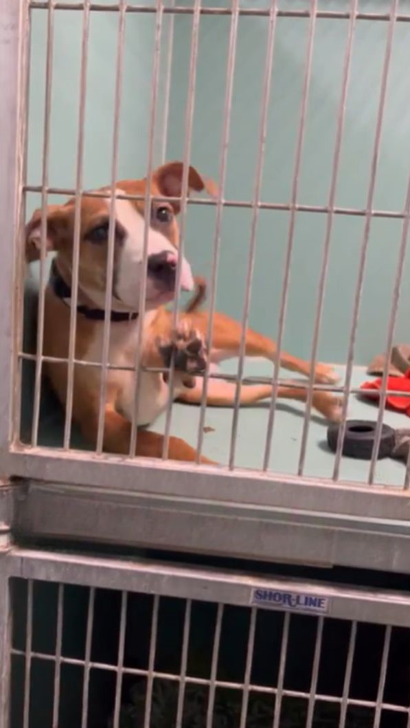 dog behind kennel bars