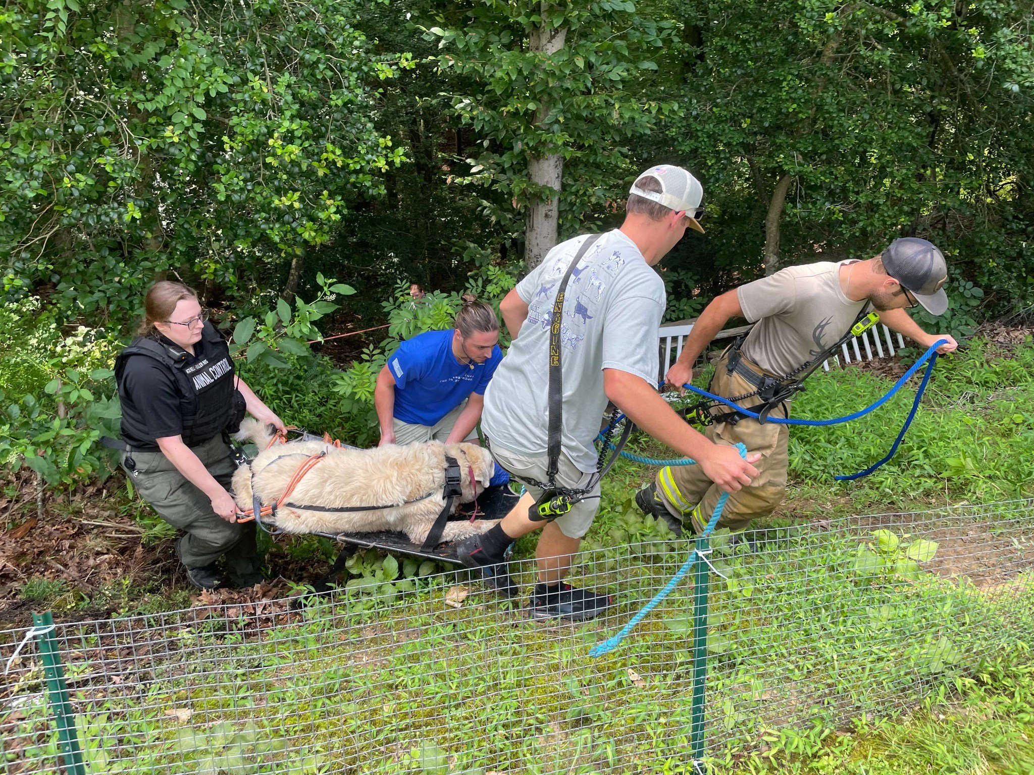 dog being carried by four people