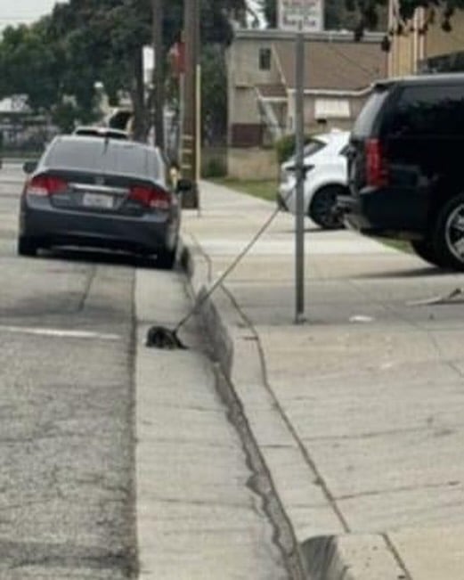 dog bound to the pole on the street