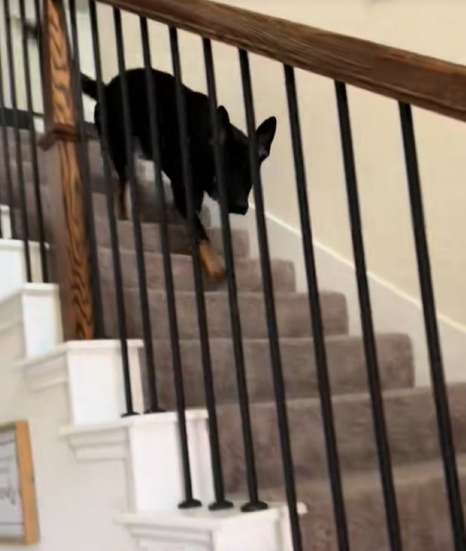dog coming down the stairs 