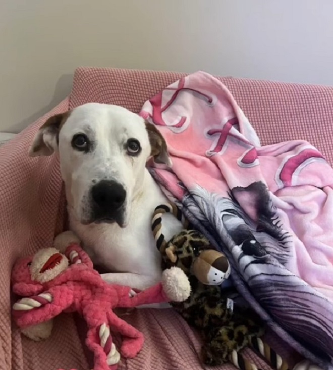 dog covered with a blanket and toys
