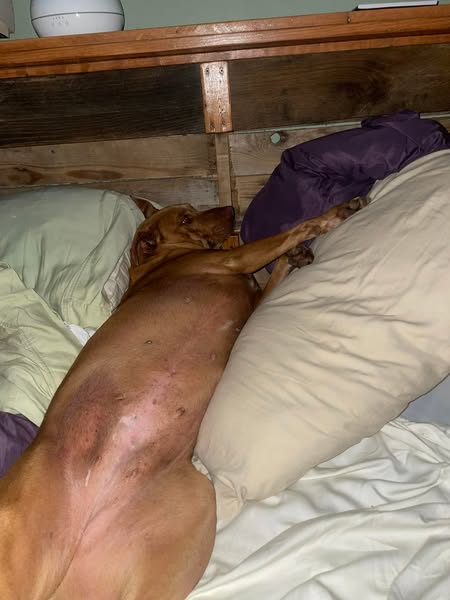 dog cozy in bed 