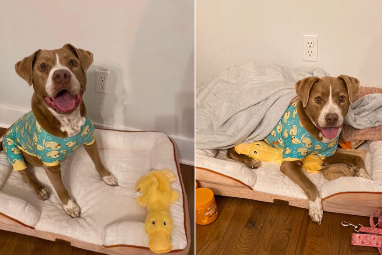 dog cozying up in bed