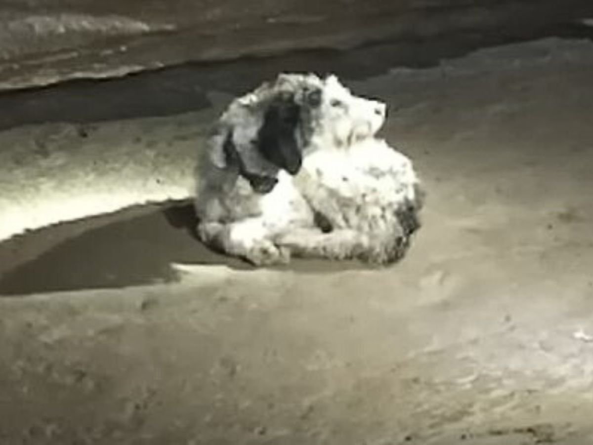 dog curled up alone in darkness