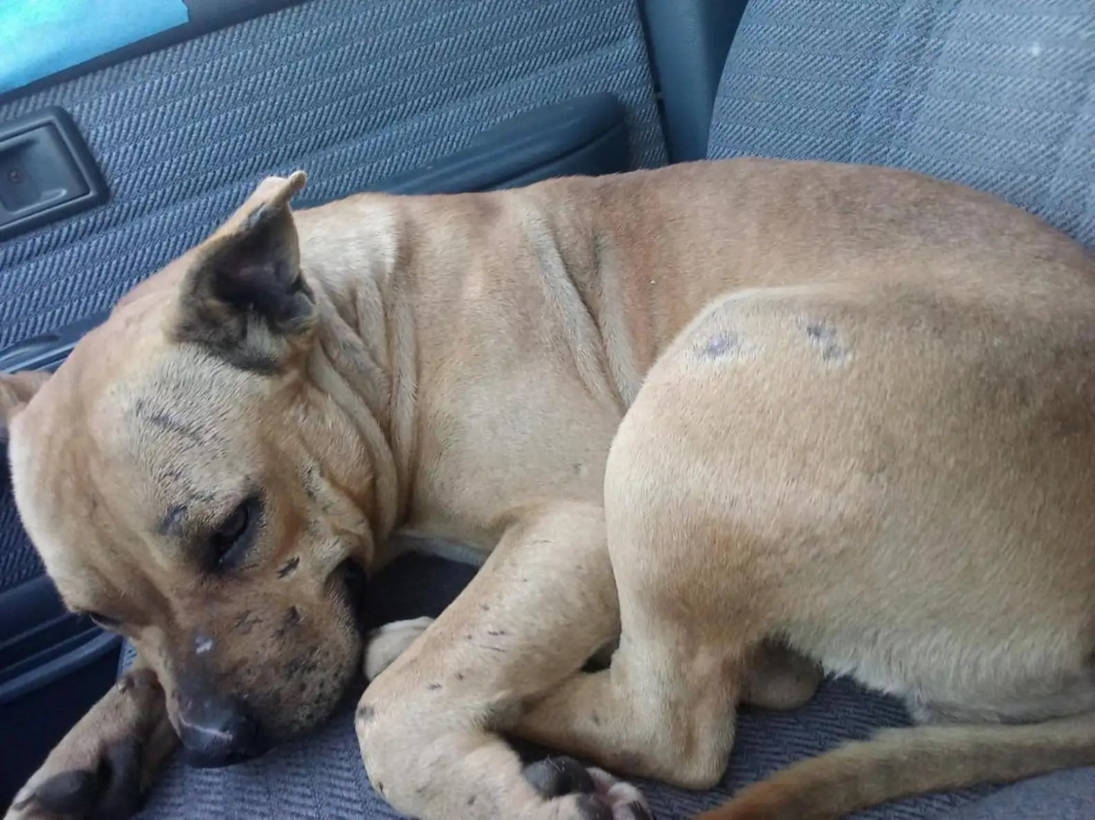 dog curled up in the car 