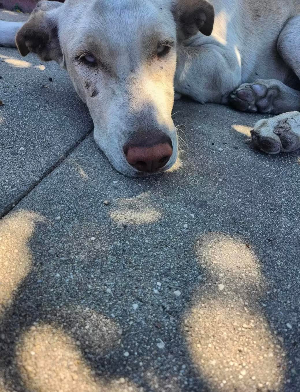 dog defeated on the ground