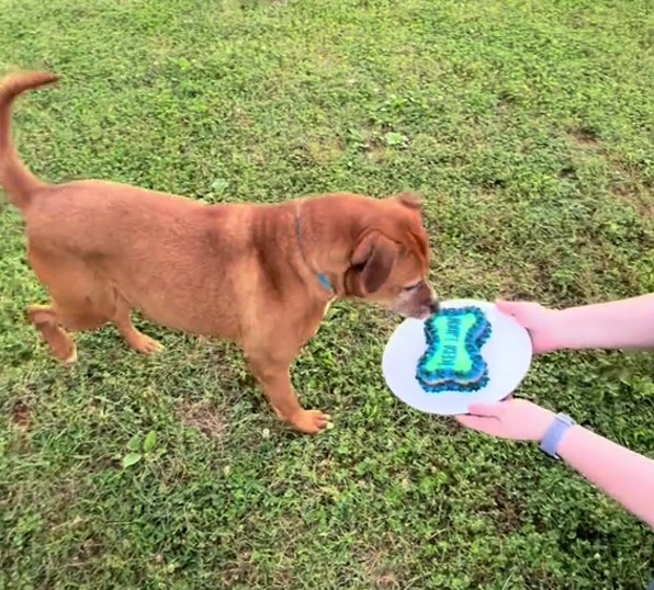 dog eating birthday cake