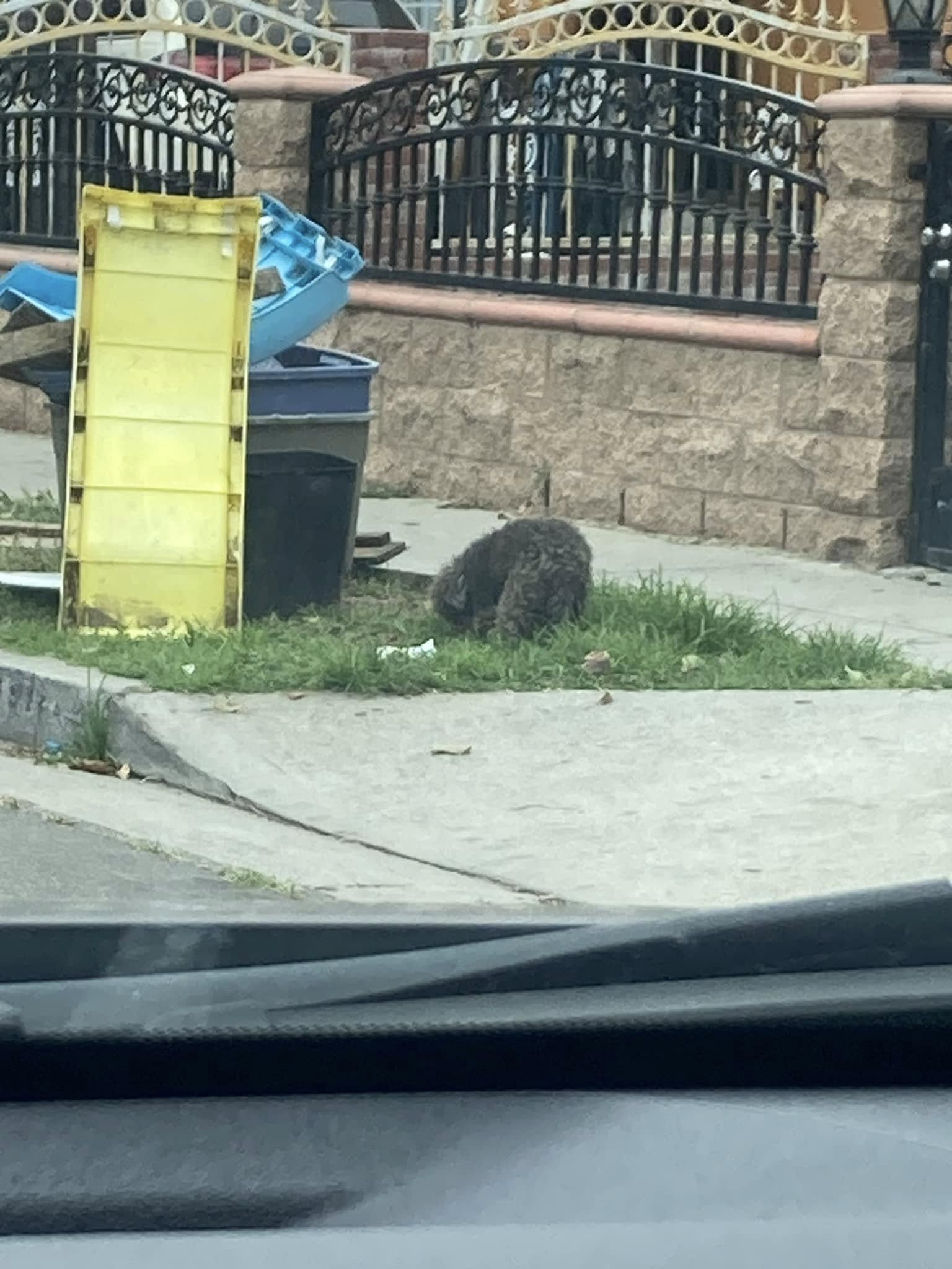 dog eating the trash