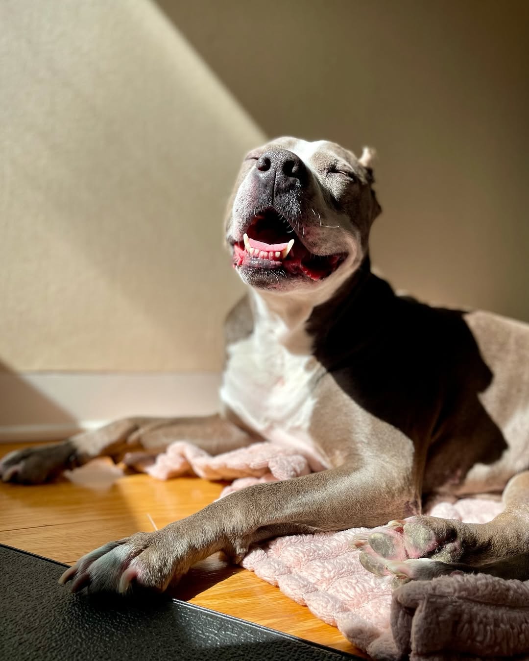 dog enjoying the sun