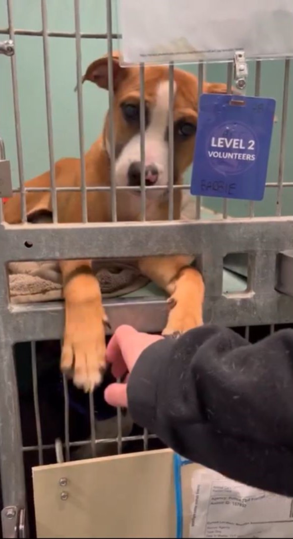 dog extends paw through bars