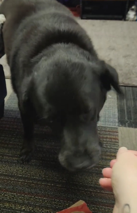 dog getting pets