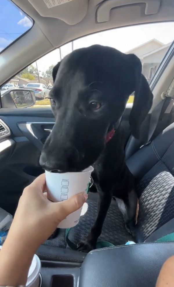 dog having a pup cup 