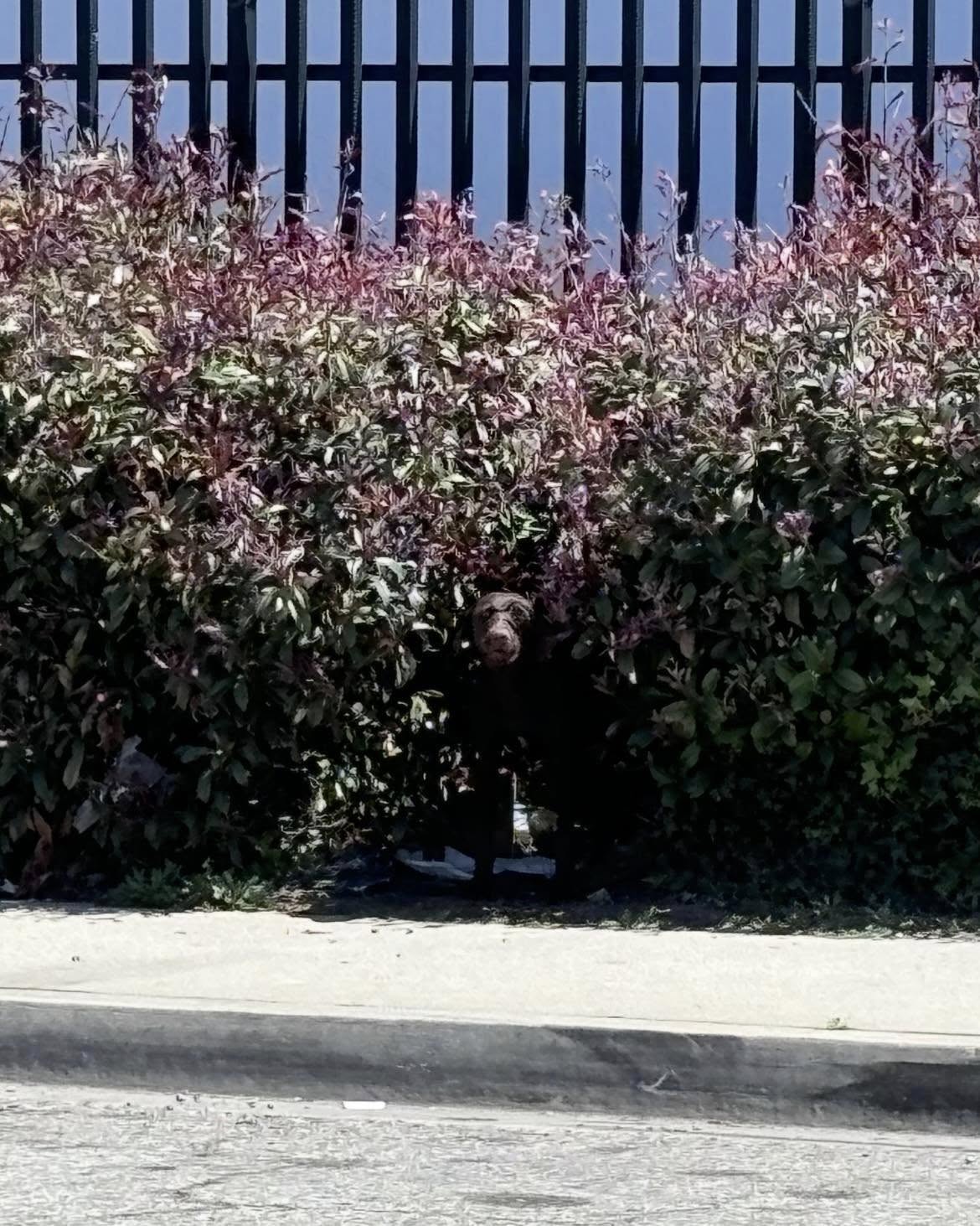 dog hides in bushes