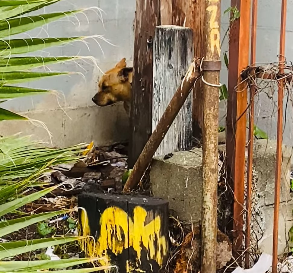 dog hiding 