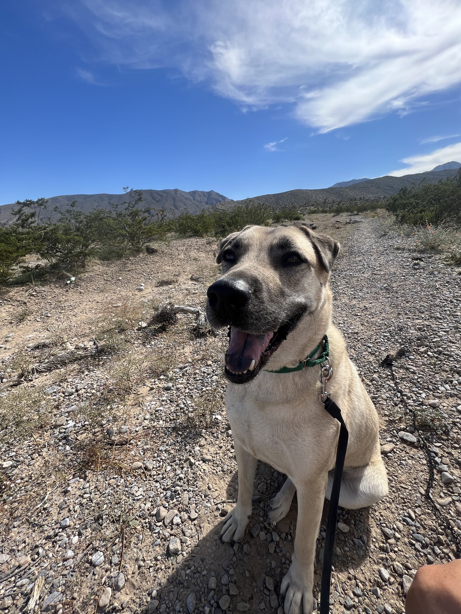 dog hiking