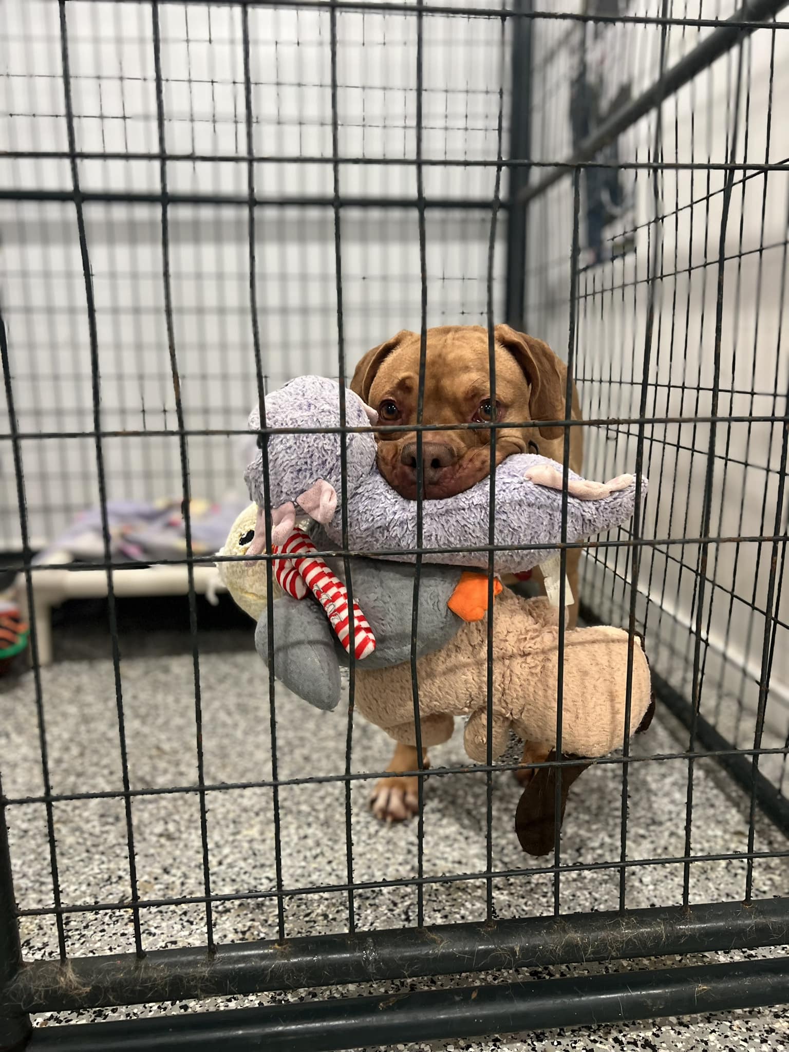 dog holding a toy