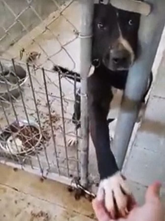 dog holding hands with human