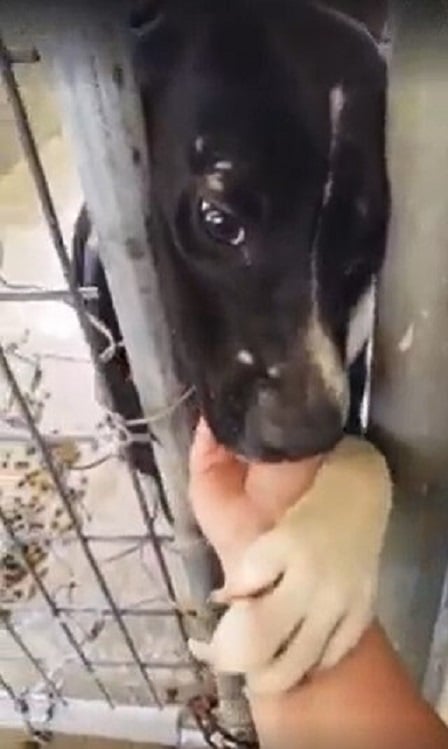 dog holding onto humans hand