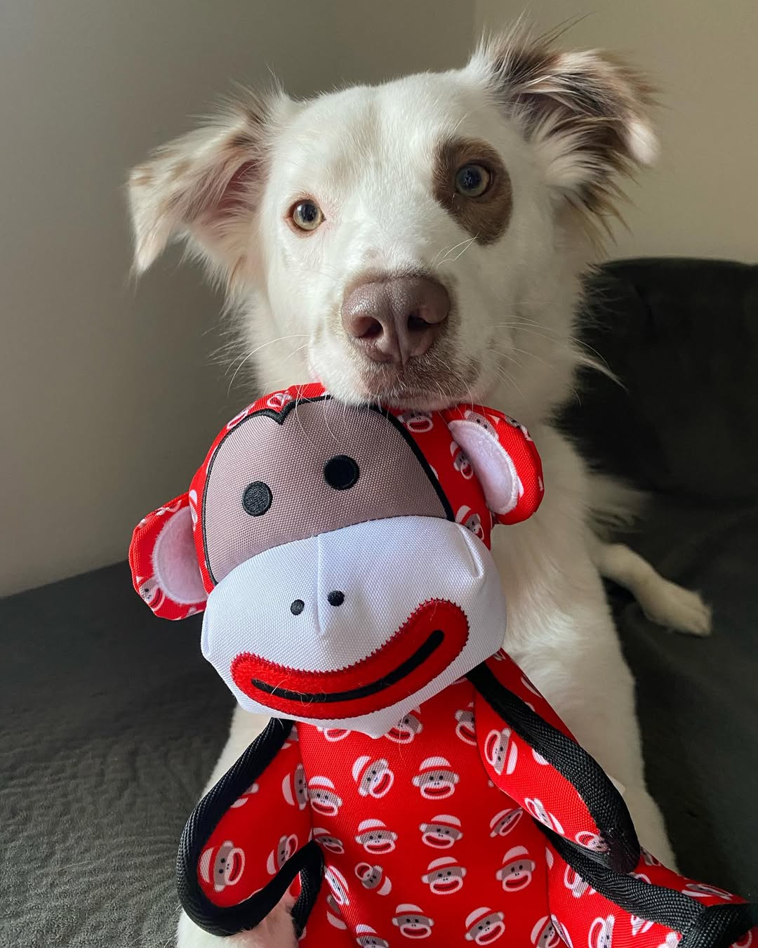 dog holding sock monkey toy 