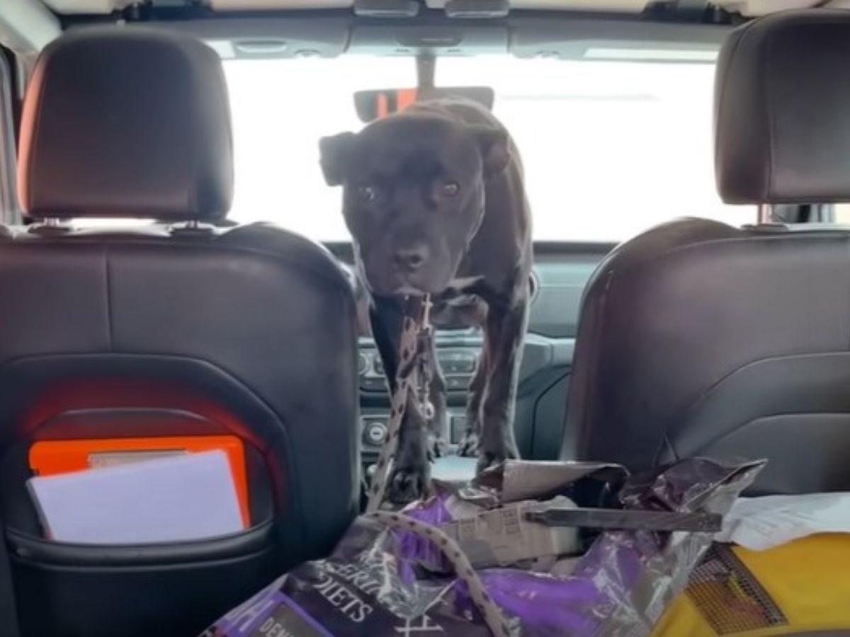 dog in a car