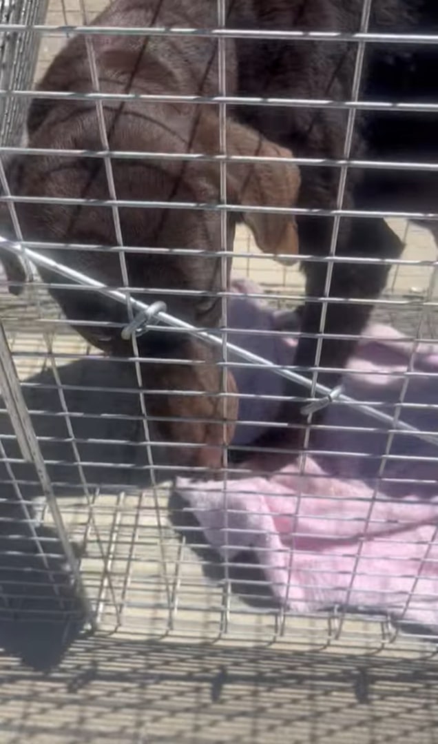 dog in a humane trap